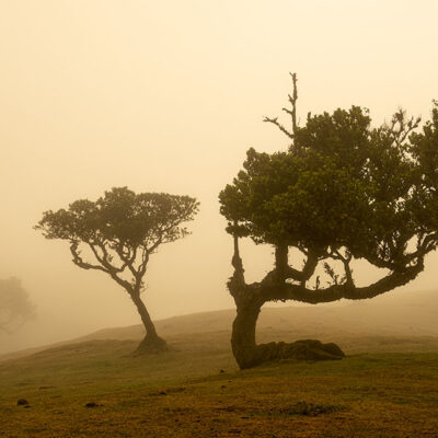 Fanal Forest photography in Madeira. Photograph the amazing mist covered trees and flora on our Madeira photography tour Fanal Forest photography in Madeira. Photograph the amazing mist covered trees and flora on our Madeira photography tour
