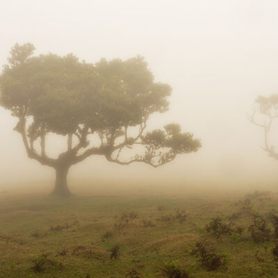 Fanal Forest photography in Madeira. Photograph the amazing mist covered trees and flora on our Madeira photography tour Fanal Forest photography in Madeira. Photograph the amazing mist covered trees and flora on our Madeira photography tour