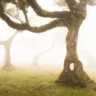 Fanal Forest photography in Madeira. Photograph the amazing mist covered trees and flora on our Madeira photography tour Fanal Forest photography in Madeira. Photograph the amazing mist covered trees and flora on our Madeira photography tour