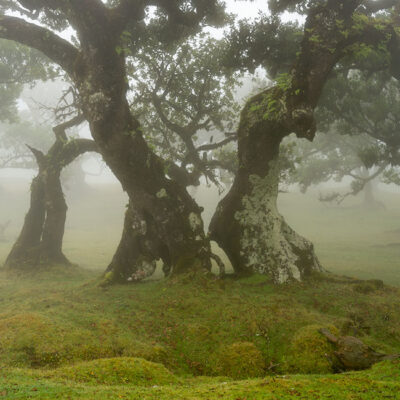 Fanal Forest photography in Madeira. Photograph the amazing mist covered trees and flora on our Madeira photography tour Fanal Forest photography in Madeira. Photograph the amazing mist covered trees and flora on our Madeira photography tour