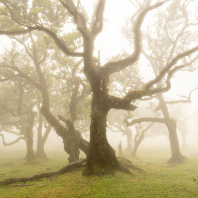 Fanal Forest photography in Madeira. Photograph the amazing mist covered trees and flora on our Madeira photography tour Fanal Forest photography in Madeira. Photograph the amazing mist covered trees and flora on our Madeira photography tour