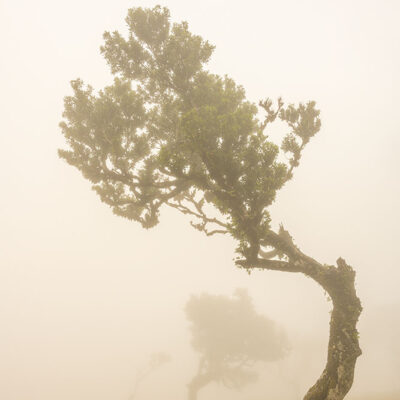 Fanal Forest photography in Madeira. Photograph the amazing mist covered trees and flora on our Madeira photography tour Fanal Forest photography in Madeira. Photograph the amazing mist covered trees and flora on our Madeira photography tour
