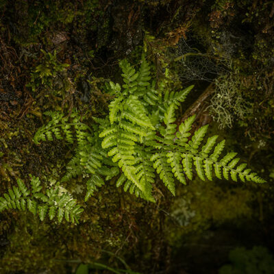Fanal Forest photography in Madeira. Photograph the amazing mist covered trees and flora on our Madeira photography tour Fanal Forest photography in Madeira. Photograph the amazing mist covered trees and flora on our Madeira photography tour