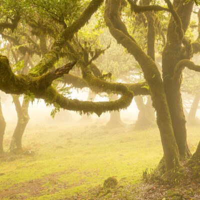 Fanal Forest photography in Madeira. Photograph the amazing mist covered trees and flora on our Madeira photography tour Fanal Forest photography in Madeira. Photograph the amazing mist covered trees and flora on our Madeira photography tour