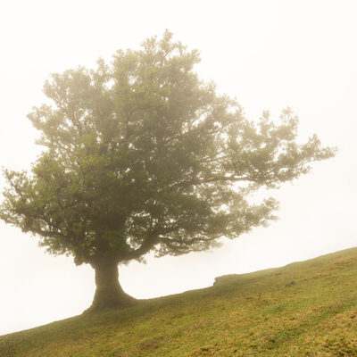 Fanal Forest photography in Madeira. Photograph the amazing mist covered trees and flora on our Madeira photography tour Fanal Forest photography in Madeira. Photograph the amazing mist covered trees and flora on our Madeira photography tour