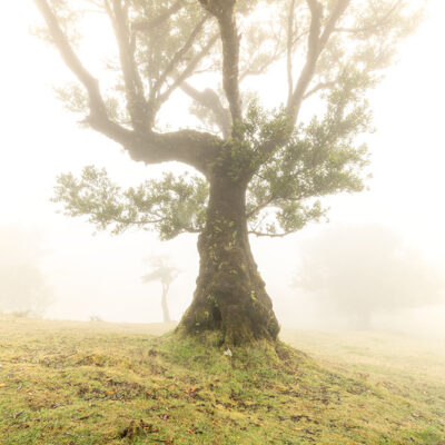 Fanal Forest photography in Madeira. Photograph the amazing mist covered trees and flora on our Madeira photography tour Fanal Forest photography in Madeira. Photograph the amazing mist covered trees and flora on our Madeira photography tour