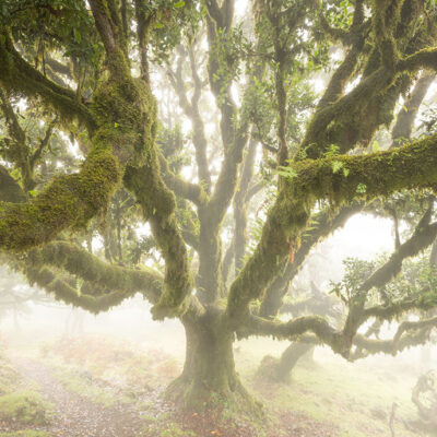 Fanal Forest photography in Madeira. Photograph the amazing mist covered trees and flora on our Madeira photography tour Fanal Forest photography in Madeira. Photograph the amazing mist covered trees and flora on our Madeira photography tour