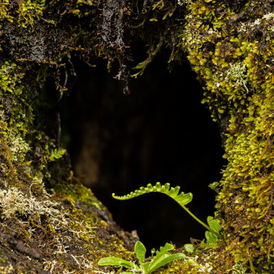 Fanal Forest photography in Madeira. Photograph the amazing mist covered trees and flora on our Madeira photography tour Fanal Forest photography in Madeira. Photograph the amazing mist covered trees and flora on our Madeira photography tour