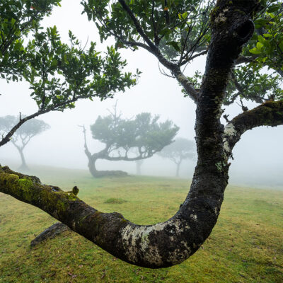Fanal Forest photography in Madeira. Photograph the amazing mist covered trees and flora on our Madeira photography tour Fanal Forest photography in Madeira. Photograph the amazing mist covered trees and flora on our Madeira photography tour