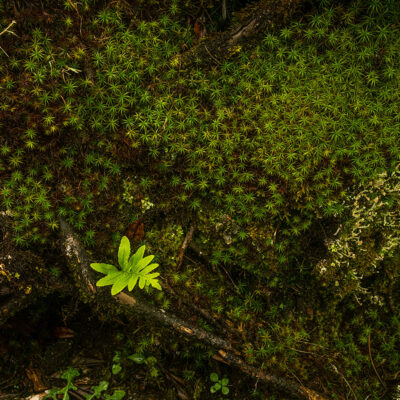 Fanal Forest photography in Madeira. Photograph the amazing mist covered trees and flora on our Madeira photography tour Fanal Forest photography in Madeira. Photograph the amazing mist covered trees and flora on our Madeira photography tour