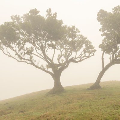 Fanal Forest photography in Madeira. Photograph the amazing mist covered trees and flora on our Madeira photography tour Fanal Forest photography in Madeira. Photograph the amazing mist covered trees and flora on our Madeira photography tour