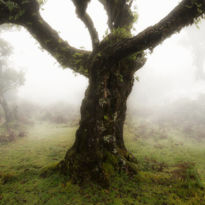 Fanal Forest photography in Madeira. Photograph the amazing mist covered trees and flora on our Madeira photography tour Fanal Forest photography in Madeira. Photograph the amazing mist covered trees and flora on our Madeira photography tour