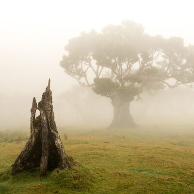 Fanal Forest photography in Madeira. Photograph the amazing mist covered trees and flora on our Madeira photography tour Fanal Forest photography in Madeira. Photograph the amazing mist covered trees and flora on our Madeira photography tour