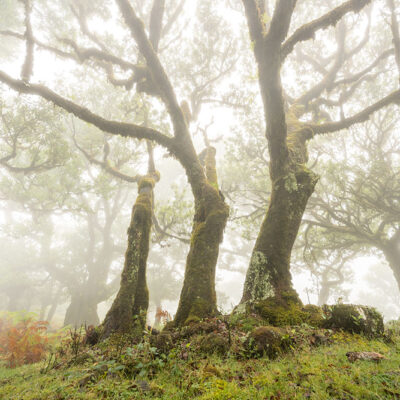 Fanal Forest photography in Madeira. Photograph the amazing mist covered trees and flora on our Madeira photography tour Fanal Forest photography in Madeira. Photograph the amazing mist covered trees and flora on our Madeira photography tour