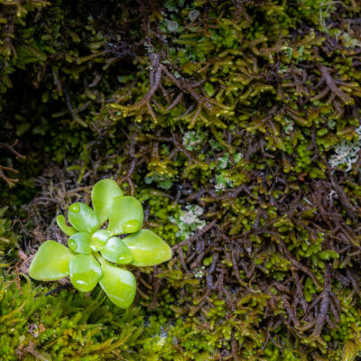 Fanal Forest photography in Madeira. Photograph the amazing mist covered trees and flora on our Madeira photography tour Fanal Forest photography in Madeira. Photograph the amazing mist covered trees and flora on our Madeira photography tour