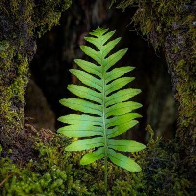 Fanal Forest photography in Madeira. Photograph the amazing mist covered trees and flora on our Madeira photography tour Fanal Forest photography in Madeira. Photograph the amazing mist covered trees and flora on our Madeira photography tour