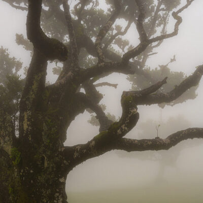 Fanal Forest photography in Madeira. Photograph the amazing mist covered trees and flora on our Madeira photography tour Fanal Forest photography in Madeira. Photograph the amazing mist covered trees and flora on our Madeira photography tour