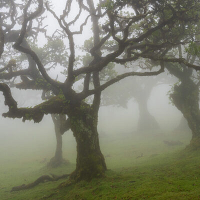 Fanal Forest photography in Madeira. Photograph the amazing mist covered trees and flora on our Madeira photography tour Fanal Forest photography in Madeira. Photograph the amazing mist covered trees and flora on our Madeira photography tour