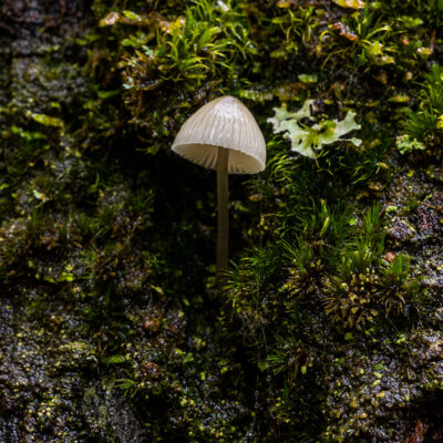 Fanal Forest photography in Madeira. Photograph the amazing mist covered trees and flora on our Madeira photography tour Fanal Forest photography in Madeira. Photograph the amazing mist covered trees and flora on our Madeira photography tour