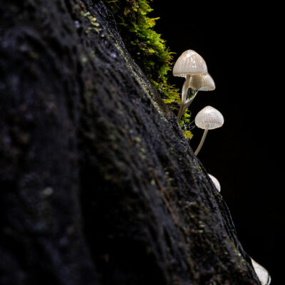Fanal Forest photography in Madeira. Photograph the amazing mist covered trees and flora on our Madeira photography tour Fanal Forest photography in Madeira. Photograph the amazing mist covered trees and flora on our Madeira photography tour