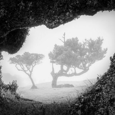 Fanal Forest photography in Madeira. Photograph the amazing mist covered trees and flora on our Madeira photography tour Fanal Forest photography in Madeira. Photograph the amazing mist covered trees and flora on our Madeira photography tour