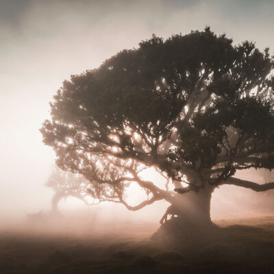 Fanal Forest photography in Madeira. Photograph the amazing mist covered trees and flora on our Madeira photography tour Fanal Forest photography in Madeira. Photograph the amazing mist covered trees and flora on our Madeira photography tour