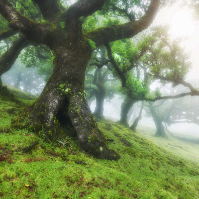 Fanal Forest photography in Madeira. Photograph the amazing mist covered trees and flora on our Madeira photography tour Fanal Forest photography in Madeira. Photograph the amazing mist covered trees and flora on our Madeira photography tour