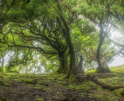 Fanal Forest photography in Madeira. Photograph the amazing mist covered trees and flora on our Madeira photography tour Fanal Forest photography in Madeira. Photograph the amazing mist covered trees and flora on our Madeira photography tour