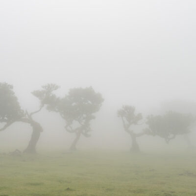 Fanal Forest photography in Madeira. Photograph the amazing mist covered trees and flora on our Madeira photography tour Fanal Forest photography in Madeira. Photograph the amazing mist covered trees and flora on our Madeira photography tour