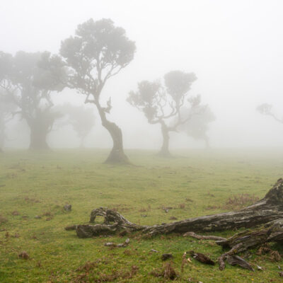 Fanal Forest photography in Madeira. Photograph the amazing mist covered trees and flora on our Madeira photography tour Fanal Forest photography in Madeira. Photograph the amazing mist covered trees and flora on our Madeira photography tour