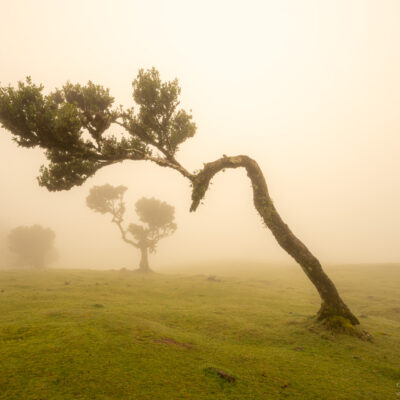 Fanal Forest photography in Madeira. Photograph the amazing mist covered trees and flora on our Madeira photography tour Fanal Forest photography in Madeira. Photograph the amazing mist covered trees and flora on our Madeira photography tour