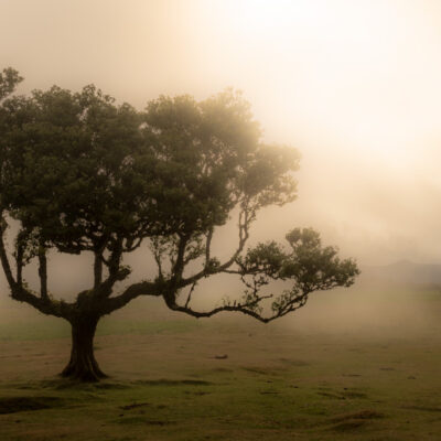 Fanal Forest photography in Madeira. Photograph the amazing mist covered trees and flora on our Madeira photography tour Fanal Forest photography in Madeira. Photograph the amazing mist covered trees and flora on our Madeira photography tour