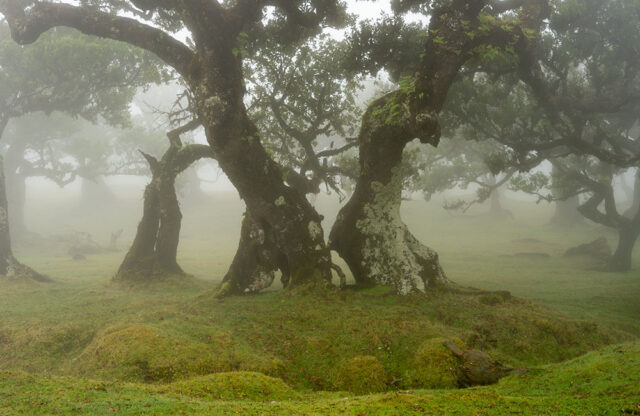 Madeira Landscape Photography Holiday & Workshop: Fanal Forest