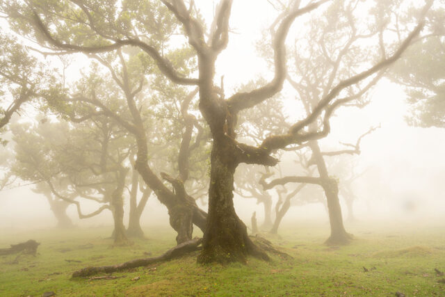 Madeira Landscape Photography Holiday & Workshop: Fanal Forest