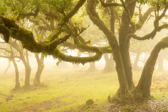 Madeira Landscape Photography Holiday & Workshop: Fanal Forest