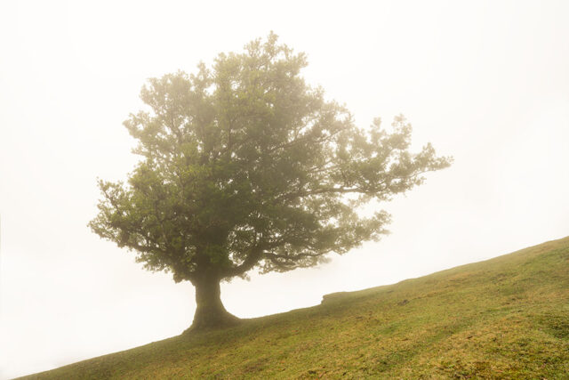 Madeira Landscape Photography Holiday & Workshop: Fanal Forest