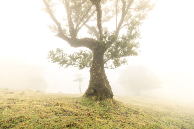 Madeira Landscape Photography Holiday & Workshop: Fanal Forest