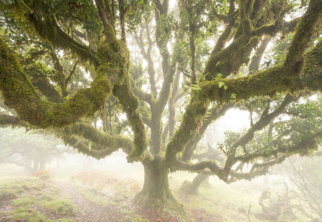 Madeira Landscape Photography Holiday & Workshop: Fanal Forest