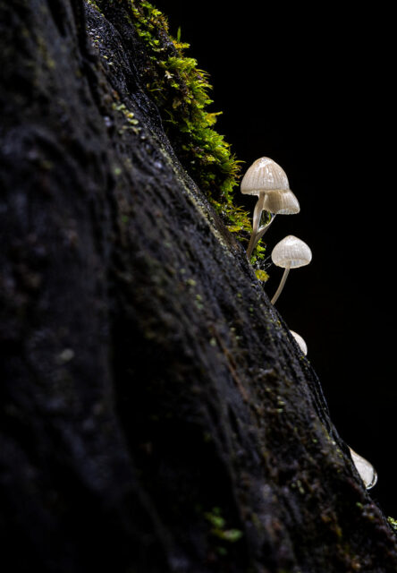 Madeira Landscape Photography Workshop & Holiday: Autumn 2024 53