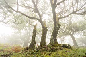 Madeira Landscape Photography Holiday & Workshop