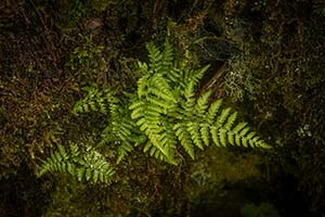 Madeira Landscape Photography Holiday & Workshop