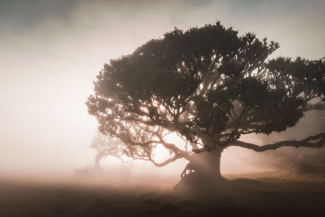 Madeira Landscape Photography Holiday & Workshop: Fanal Forest