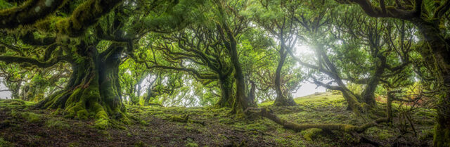 Madeira Landscape Photography Holiday & Workshop: Fanal Forest