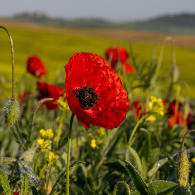 Tuscany landscape photography workshop, tour and holiday in Spring Tuscany landscape photography workshop and holiday in Spring