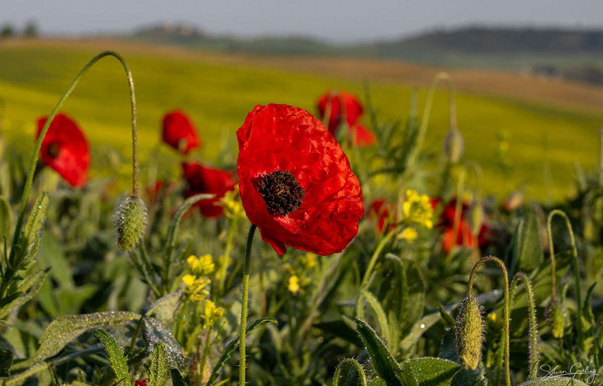 Tuscany landscape photography workshop and holiday in Spring