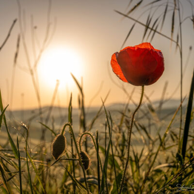 Tuscany landscape photography workshop, tour and holiday in Spring Tuscany landscape photography workshop and holiday in Spring